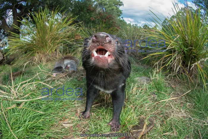 : Tasmanian devil male gaping threat display to defend : Tasmanian devil male gaping threat display to defend