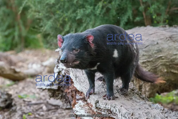 : Tasmanian Devil male near den : Tasmanian Devil male near den