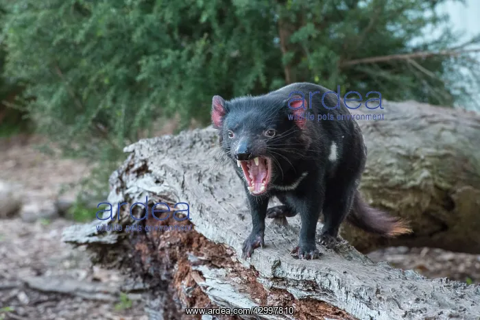 : Tasmanian Devil male near den gaping threat display : Tasmanian Devil male near den gaping threat display