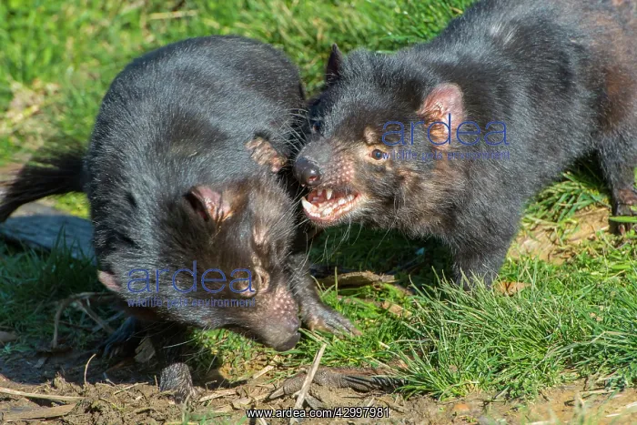 : Tasmanian Devil male near den males fighting over food : Tasmanian Devil male near den males fighting over food