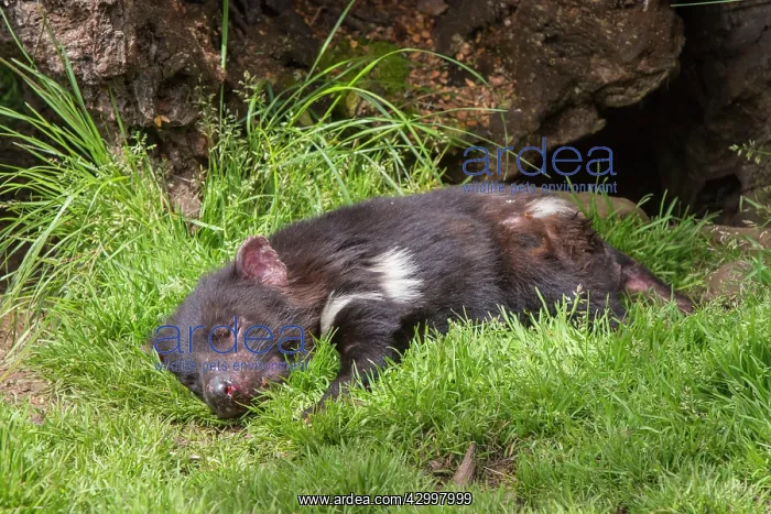  : Tasmanian Devil male resting near entrance to den