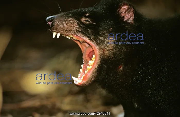 : Tasmanian devil - mouth open showing teeth not : Tasmanian devil - mouth open showing teeth not