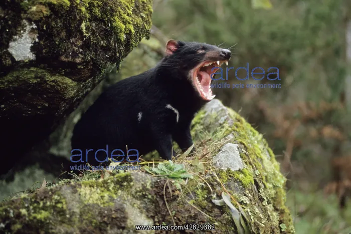 : Tasmanian Devil - with mouth wide open : Tasmanian Devil - with mouth wide open