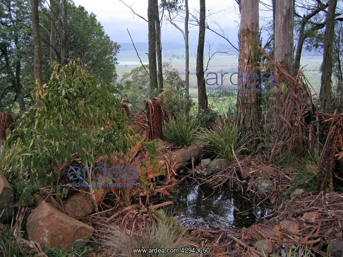 : Tasmanian Devil - natural habitat : Tasmanian Devil - natural habitat