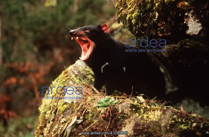 : TASMANIAN DEVIL - roaring : TASMANIAN DEVIL - roaring