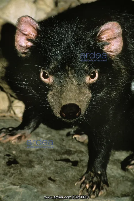 : Tasmanian Devil, sarcophilus harrisi, Portrait of : Tasmanian Devil, sarcophilus harrisi, Portrait of