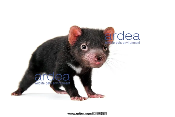  : Tasmanian Devil (Sarcophilus harrisii), joey
