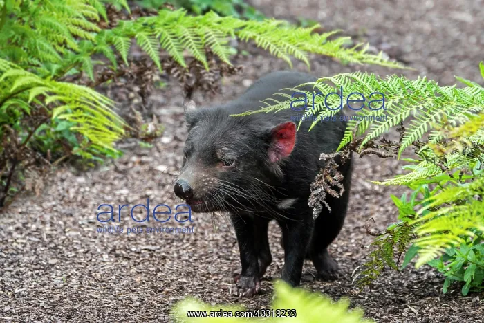 : Tasmanian devil (Sarcophilus harrisii), largest : Tasmanian devil (Sarcophilus harrisii), largest