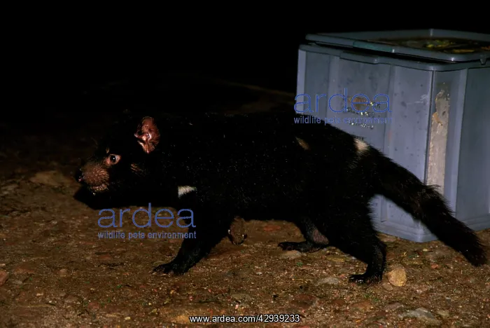 : Tasmanian devil (Sarcophilus harrisii) scavenging : Tasmanian devil (Sarcophilus harrisii) scavenging
