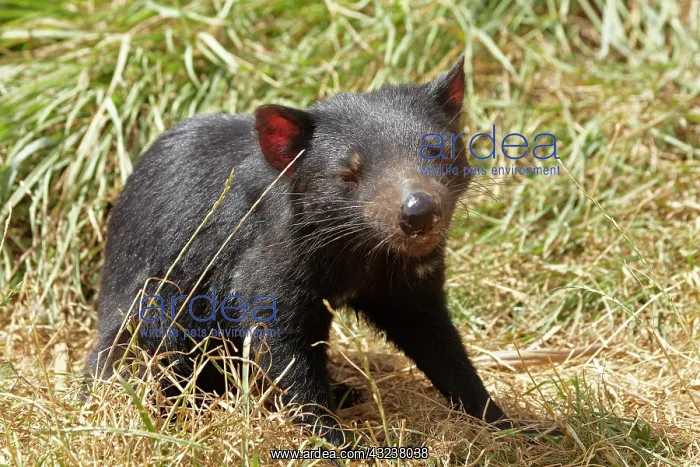 : Tasmanian Devil (Sarcophilus harrisii), Tasman : Tasmanian Devil (Sarcophilus harrisii), Tasman