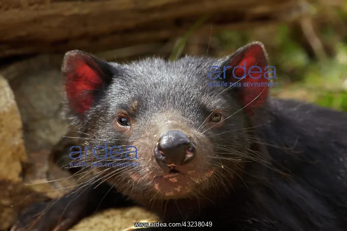 : Tasmanian Devil (Sarcophilus harrisii), Tasman : Tasmanian Devil (Sarcophilus harrisii), Tasman
