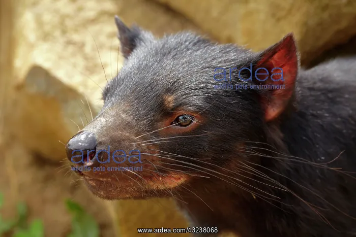: Tasmanian Devil (Sarcophilus harrisii), Tasman : Tasmanian Devil (Sarcophilus harrisii), Tasman