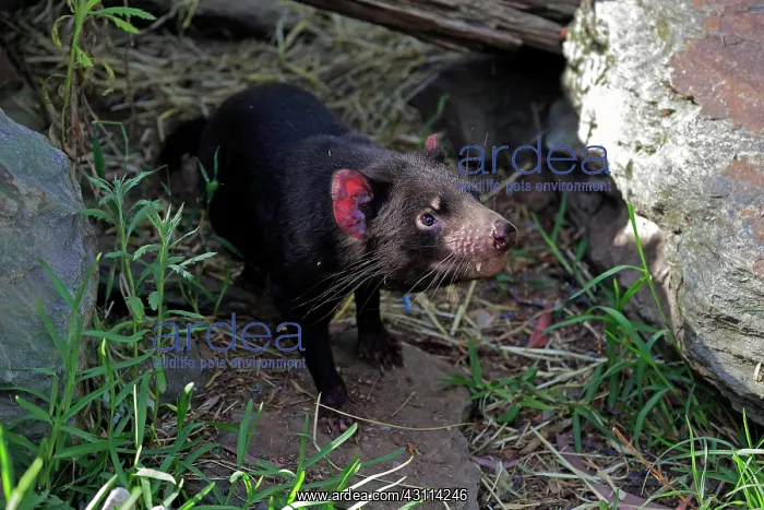 : Tasmanian devil (Sarcophilus harrisii), Tasmanian : Tasmanian devil (Sarcophilus harrisii), Tasmanian