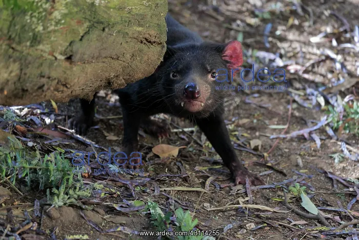: Tasmanian devil (Sarcophilus harrisii), Tasmanian : Tasmanian devil (Sarcophilus harrisii), Tasmanian