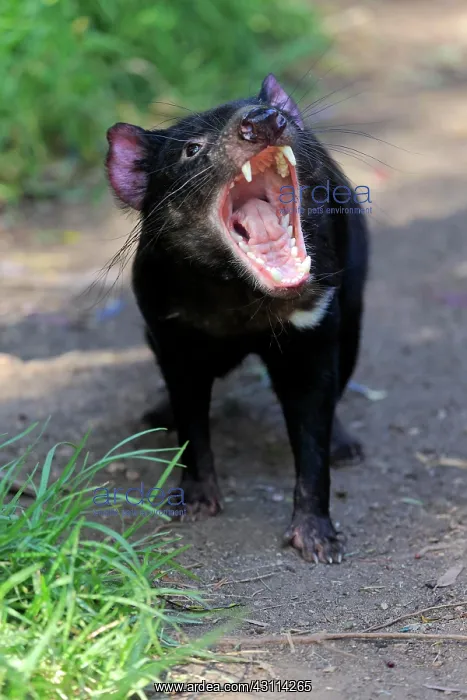 : Tasmanian devil (Sarcophilus harrisii), Tasmanian : Tasmanian devil (Sarcophilus harrisii), Tasmanian