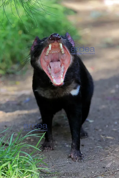 : Tasmanian devil (Sarcophilus harrisii), Tasmanian : Tasmanian devil (Sarcophilus harrisii), Tasmanian