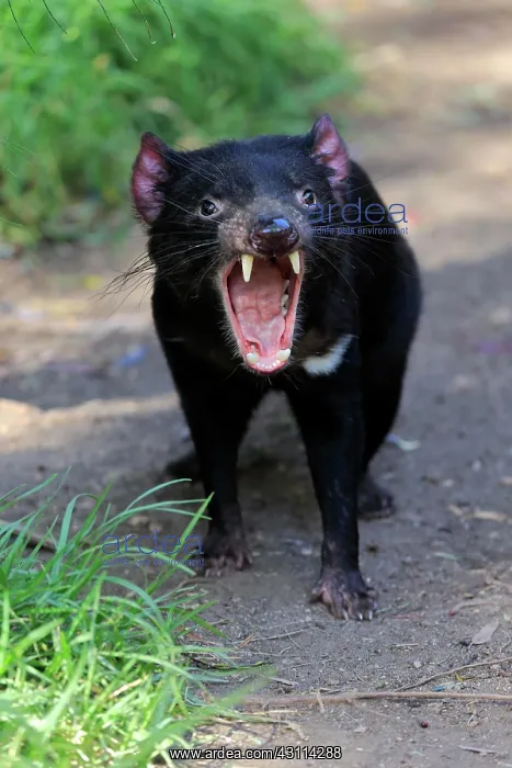 : Tasmanian devil (Sarcophilus harrisii), Tasmanian : Tasmanian devil (Sarcophilus harrisii), Tasmanian