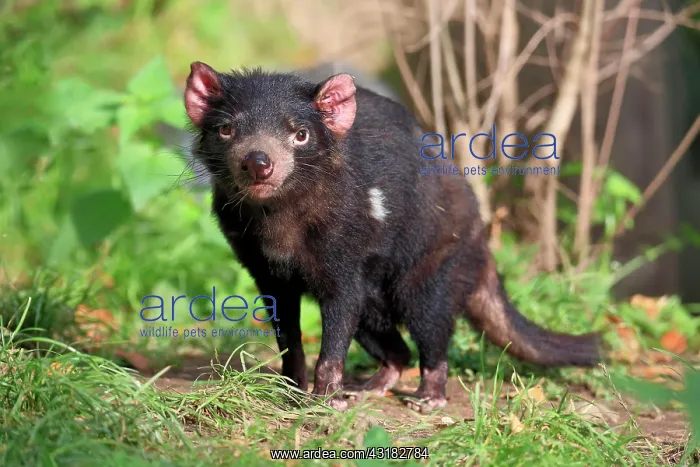 : Tasmanian devil (Sarcophilus harrisii), Tasmanian : Tasmanian devil (Sarcophilus harrisii), Tasmanian