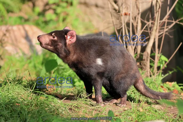 : Tasmanian devil (Sarcophilus harrisii), Tasmanian : Tasmanian devil (Sarcophilus harrisii), Tasmanian
