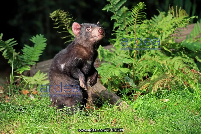 : Tasmanian devil (Sarcophilus harrisii), Tasmanian : Tasmanian devil (Sarcophilus harrisii), Tasmanian