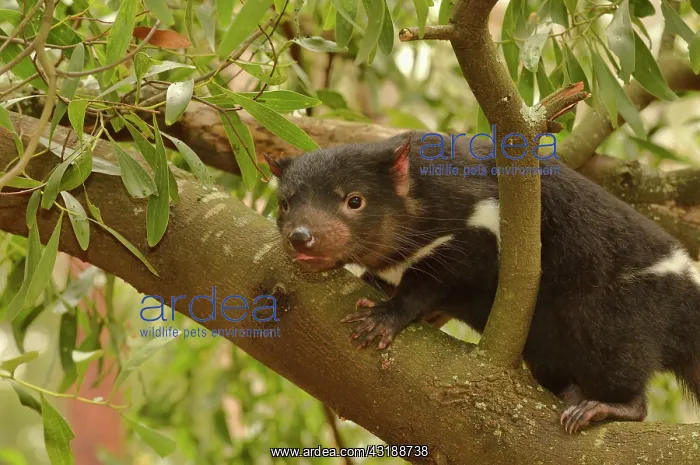 : Tasmanian Devil (Sarcophilus harrisii) Young devil : Tasmanian Devil (Sarcophilus harrisii) Young devil