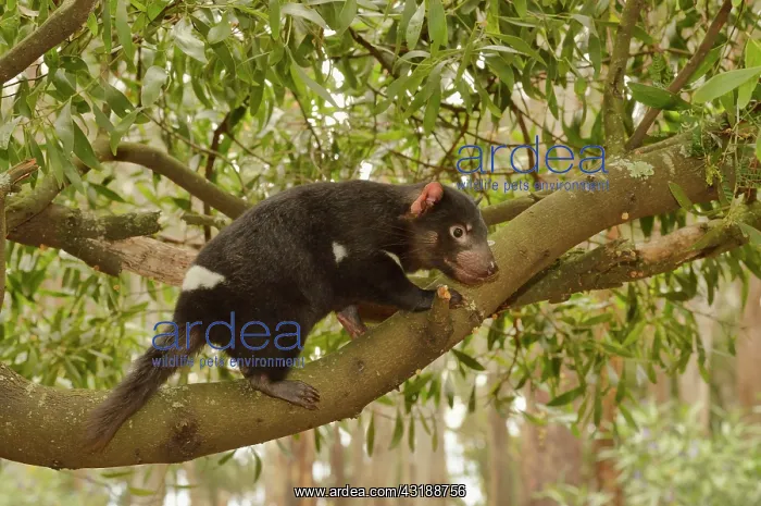 : Tasmanian Devil (Sarcophilus harrisii) Young devil : Tasmanian Devil (Sarcophilus harrisii) Young devil
