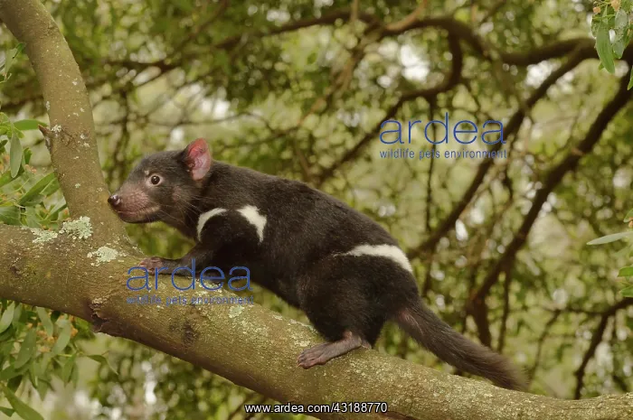 : Tasmanian Devil (Sarcophilus harrisii) Young devil : Tasmanian Devil (Sarcophilus harrisii) Young devil