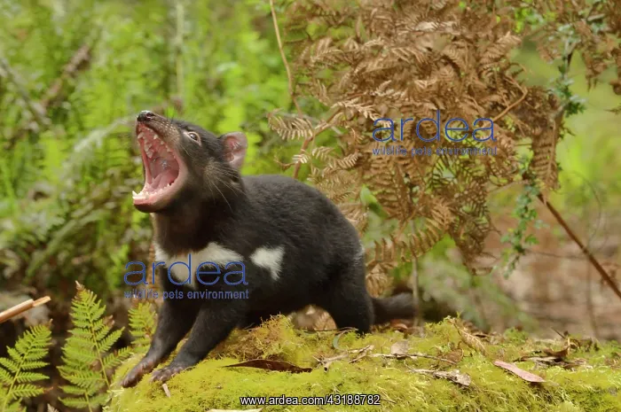 : Tasmanian Devil Sarcophilus harrisii Young devil : Tasmanian Devil Sarcophilus harrisii Young devil