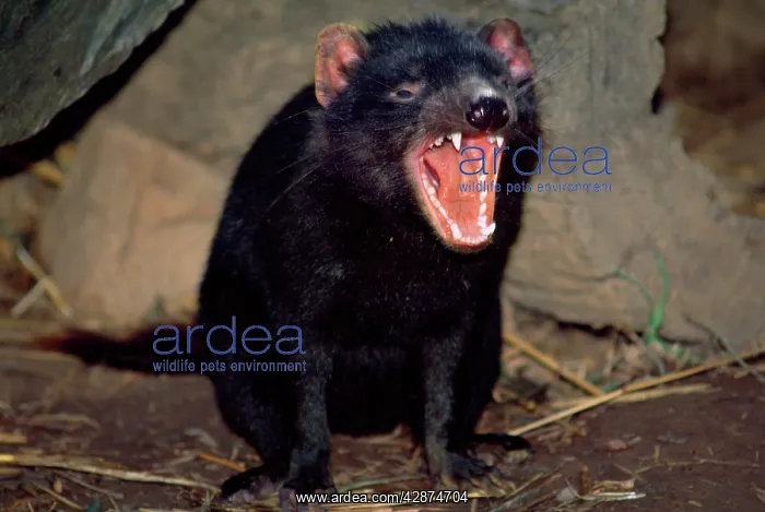 : Tasmanian Devil - showing teeth - snarling in rage : Tasmanian Devil - showing teeth - snarling in rage