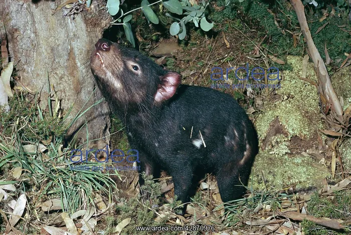 : Tasmanian Devil - Sniffing the air : Tasmanian Devil - Sniffing the air