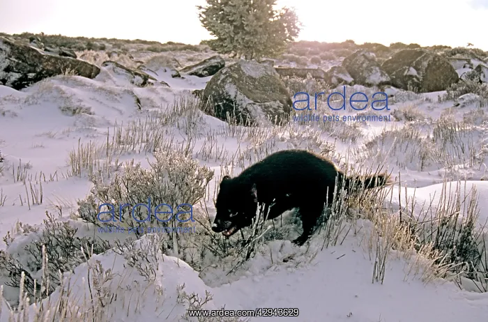 : Tasmanian Devil - in snow; travelling in snow is : Tasmanian Devil - in snow; travelling in snow is