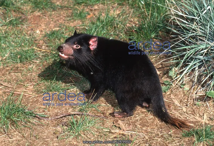 : TASMANIAN DEVIL - soaking up early morning sun near : TASMANIAN DEVIL - soaking up early morning sun near