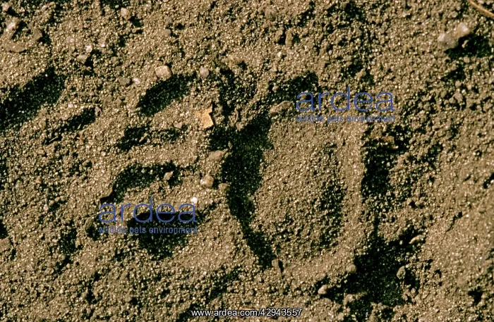 : Tasmanian Devil - spoor in sand; animals often : Tasmanian Devil - spoor in sand; animals often