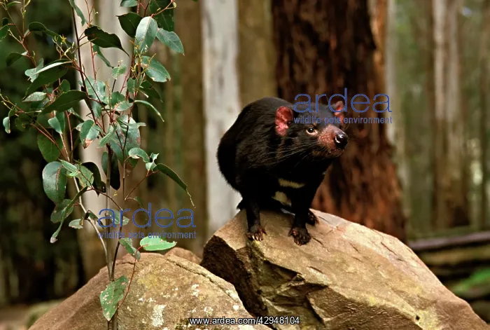 : Tasmanian devil - Study animal standing on rock : Tasmanian devil - Study animal standing on rock