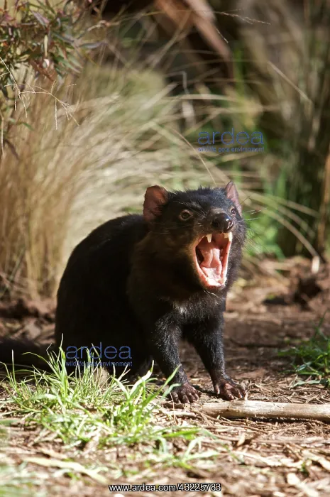 : Tasmanian Devil at Trowunna Wildlife Sanctuary : Tasmanian Devil at Trowunna Wildlife Sanctuary