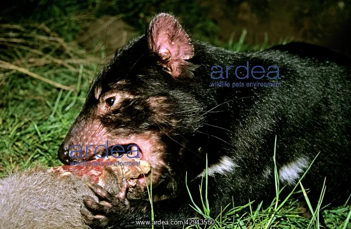 : Tasmanian Devil - young animal eating (older animals : Tasmanian Devil - young animal eating (older animals