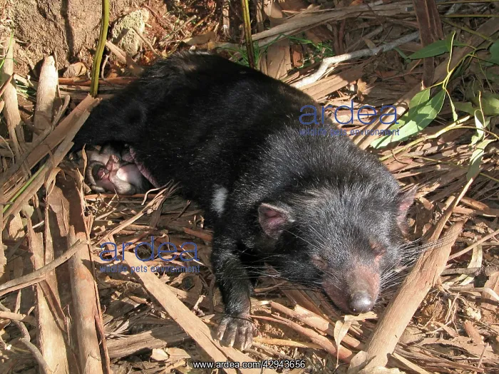 : Tasmanian Devil - young approx. 10 weeks old : Tasmanian Devil - young approx. 10 weeks old