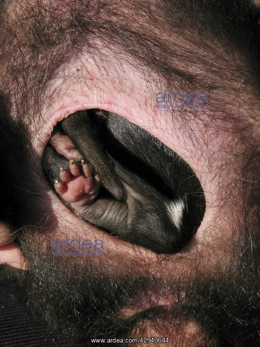 : Tasmanian Devil - young attached to teats in pouch : Tasmanian Devil - young attached to teats in pouch