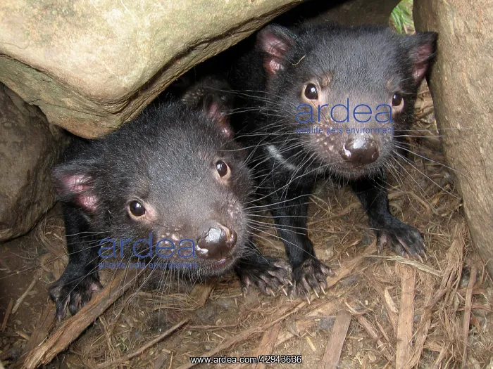 : Tasmanian Devil - two young devils 9 months old : Tasmanian Devil - two young devils 9 months old