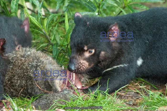 : Tasmanian Devil young eating Red-necked Wallaby carcass : Tasmanian Devil young eating Red-necked Wallaby carcass