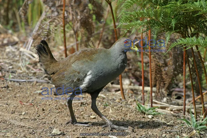 : Tasmanian NATIVE HEN, side view : Tasmanian NATIVE HEN, side view