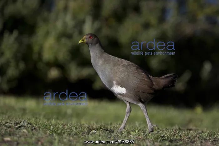 : Tasmanian Nativehen - A Tasmanian endemic - near : Tasmanian Nativehen - A Tasmanian endemic - near
