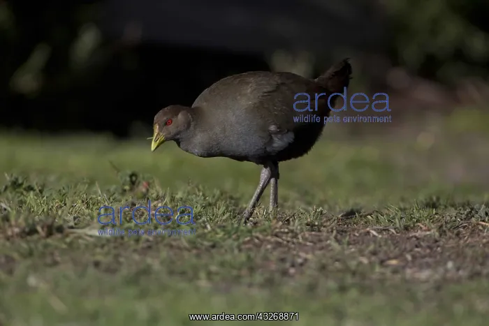 : Tasmanian Nativehen - A Tasmanian endemic - near : Tasmanian Nativehen - A Tasmanian endemic - near