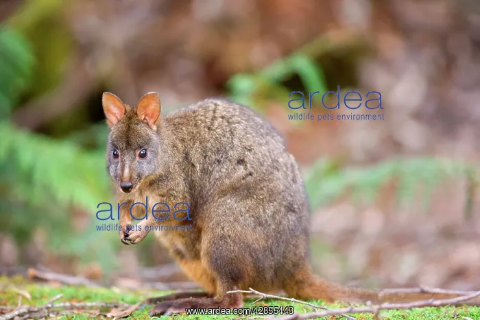 : Tasmanian Pademelon : Tasmanian Pademelon