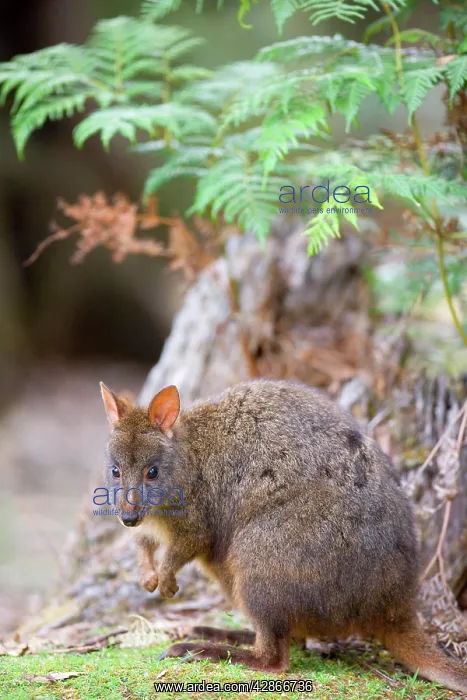 : Tasmanian Pademelon : Tasmanian Pademelon