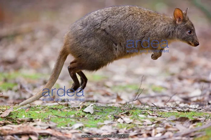 : Tasmanian Pademelon - action shot of an adult in : Tasmanian Pademelon - action shot of an adult in
