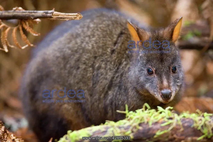 : Tasmanian Pademelon - adult sitting on a moss-covered : Tasmanian Pademelon - adult sitting on a moss-covered