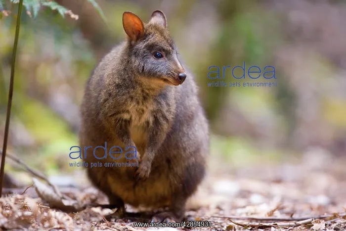 : Tasmanian Pademelon - adult standing on its hind : Tasmanian Pademelon - adult standing on its hind