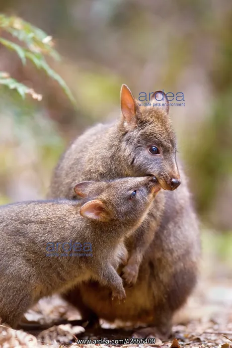 : Tasmanian Pademelon - female adult and weaned young : Tasmanian Pademelon - female adult and weaned young