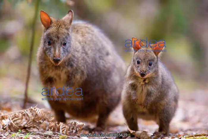 : Tasmanian Pademelon - female adult and weaned young : Tasmanian Pademelon - female adult and weaned young